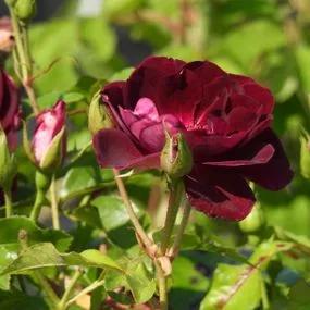 Burgundy Ice Floribunda Rose (Rosa Burgundy Ice) 4